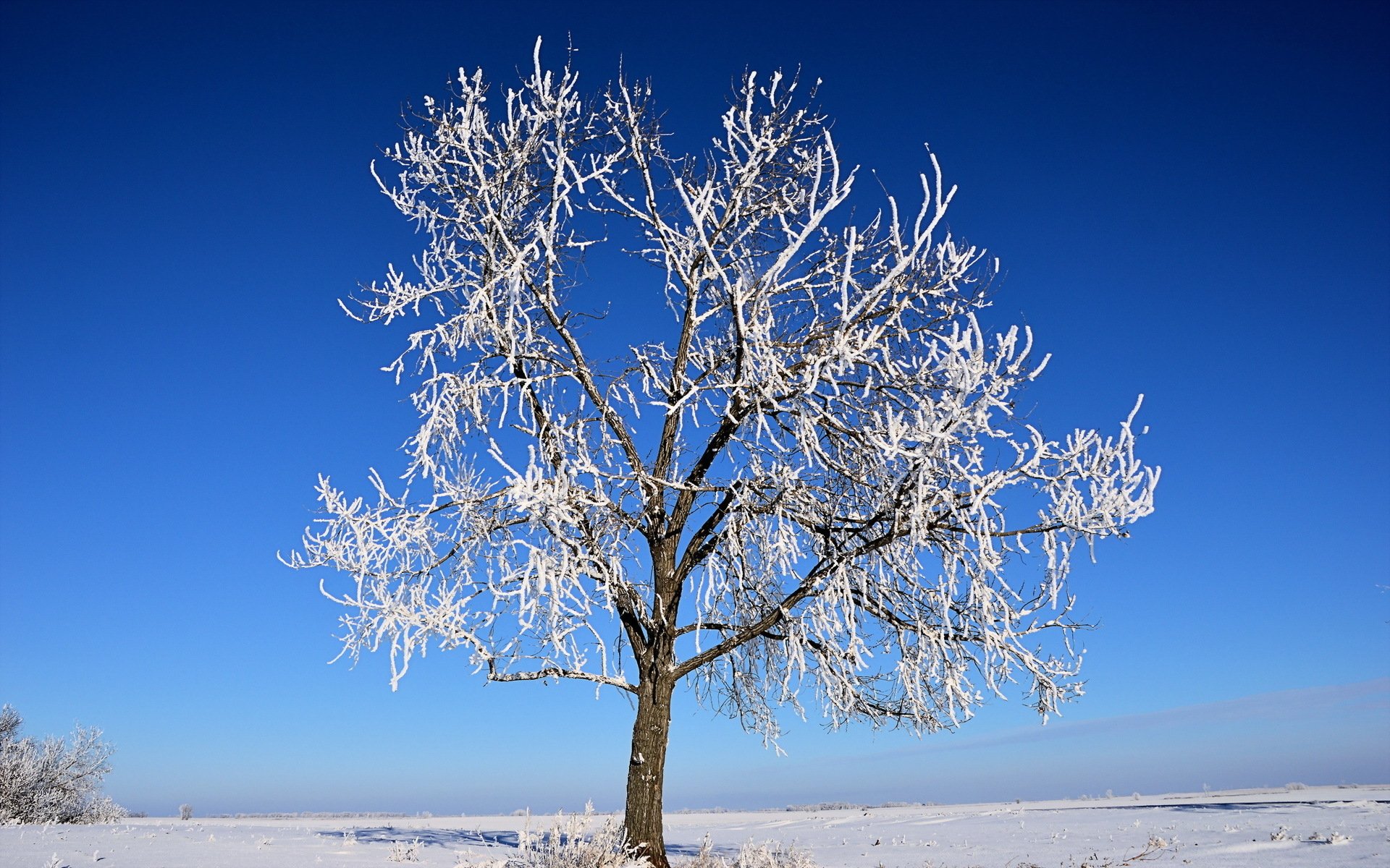 Как выглядит дерево зимой. Зимнее дерево. Снежные деревья. Иней на деревьях. Заснеженные деревья.