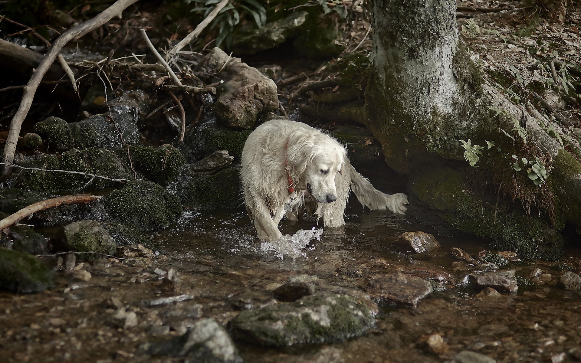 A golden retriever stands in a shallow stream, playfully splashing water amidst rocks and greenery. This HD image serves as a vibrant desktop wallpaper.