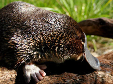 Animal platypus HD Desktop Wallpaper | Background Image