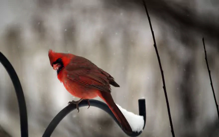 Animal cardinal HD Desktop Wallpaper | Background Image