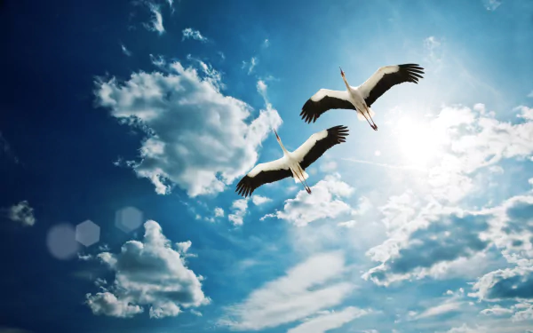Animal Crane (bird) HD Desktop Wallpaper | Background Image