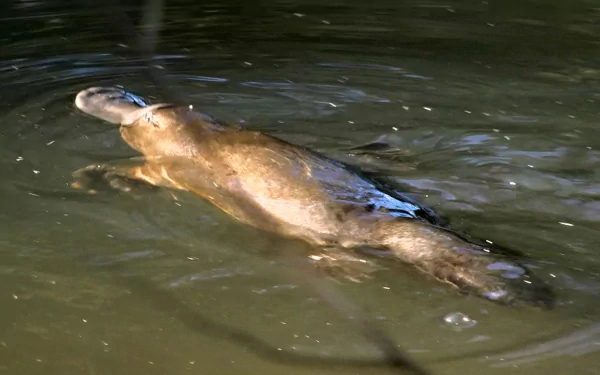 Animal platypus HD Desktop Wallpaper | Background Image