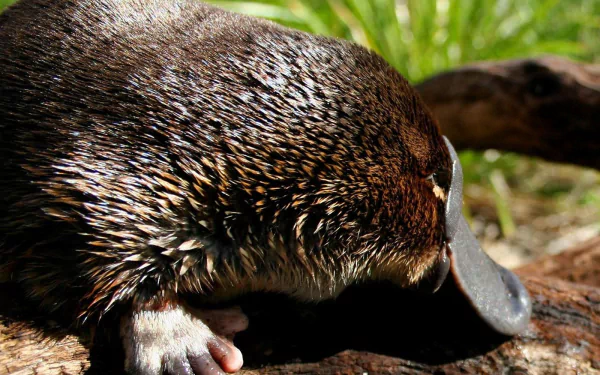 Animal platypus HD Desktop Wallpaper | Background Image