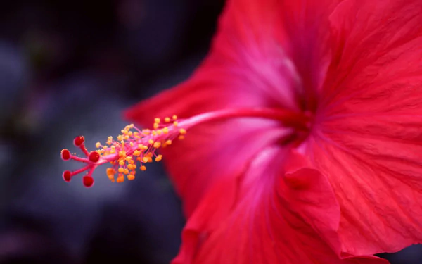 HD PC desktop wallpaper featuring a close-up of a vibrant red hibiscus flower against a dark natural background.