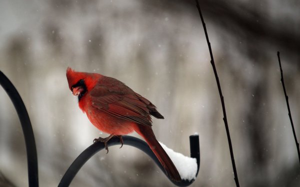 Cardinal HD Wallpaper | Background Image | 2000x1268