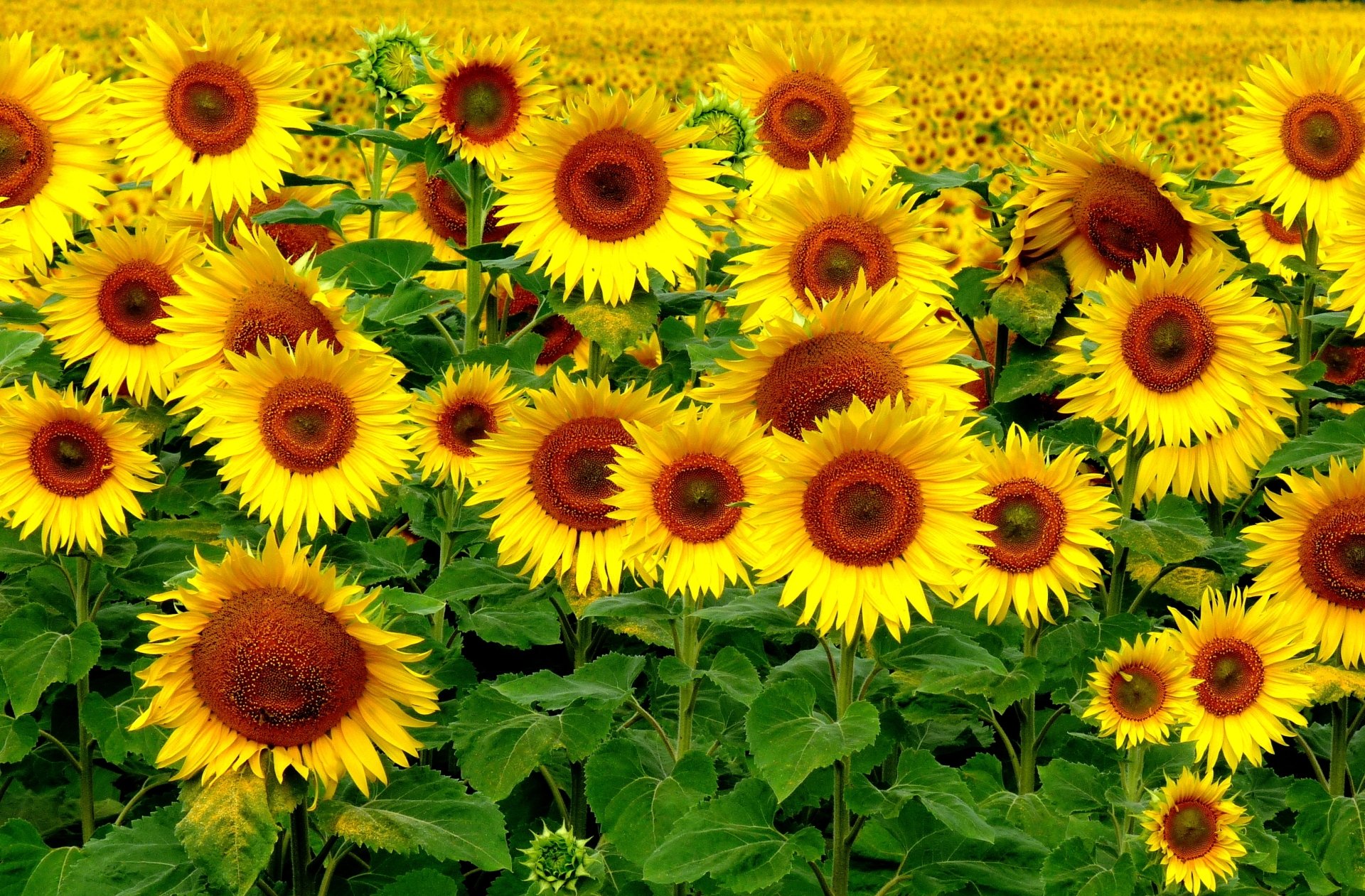 A vibrant field of blooming sunflowers under bright sunlight, captured in HD for a stunning PC desktop wallpaper showcasing the beauty of nature.