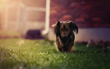 Animal dachshund HD Desktop Wallpaper | Background Image