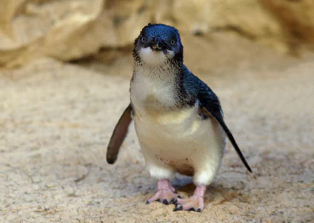 HD desktop wallpaper featuring a close-up of a fairy penguin standing on sandy ground, highlighting the details of this small animal in natural light.