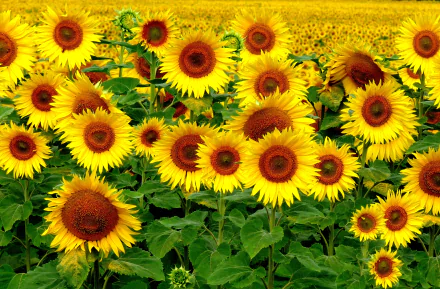 A vibrant field of blooming sunflowers under bright sunlight, captured in HD for a stunning PC desktop wallpaper showcasing the beauty of nature.