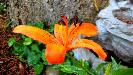 nature lily HD Desktop Wallpaper | Background Image