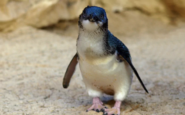 HD desktop wallpaper featuring a close-up of a fairy penguin standing on sandy ground, highlighting the details of this small animal in natural light.