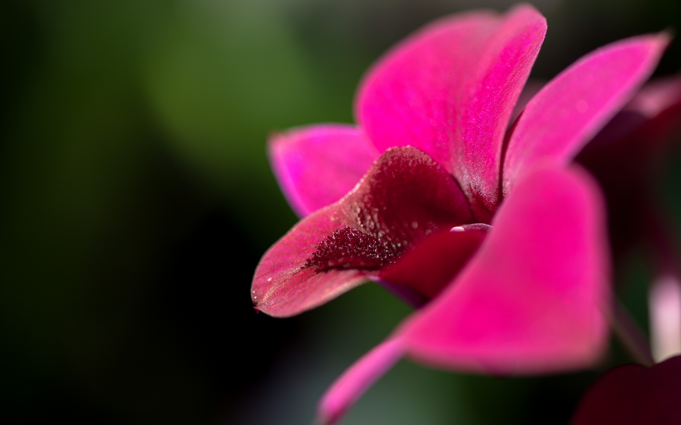 Download Nature Orchid HD Wallpaper