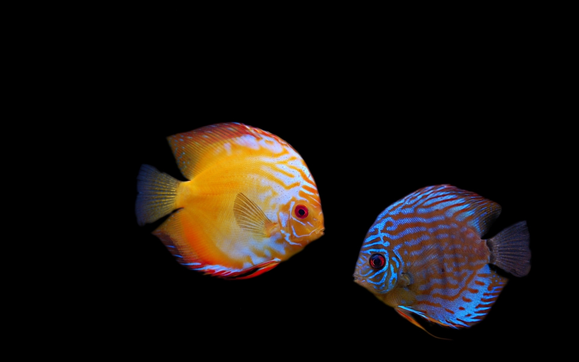 Animal Fish HD Wallpaper