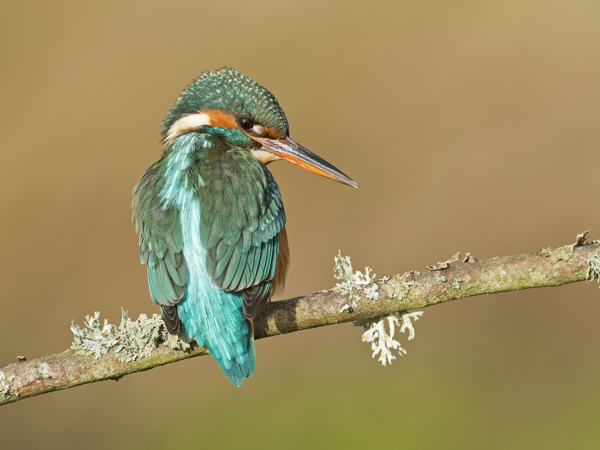 Kingfisher HD Wallpaper