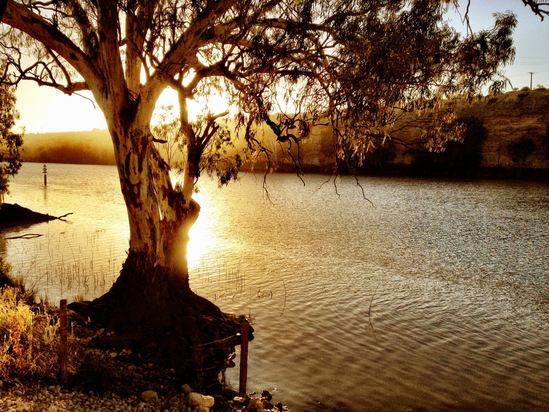 Sunset over the Murray River with a silhouetted tree in the foreground, capturing tranquil nature in this HD PC desktop wallpaper.