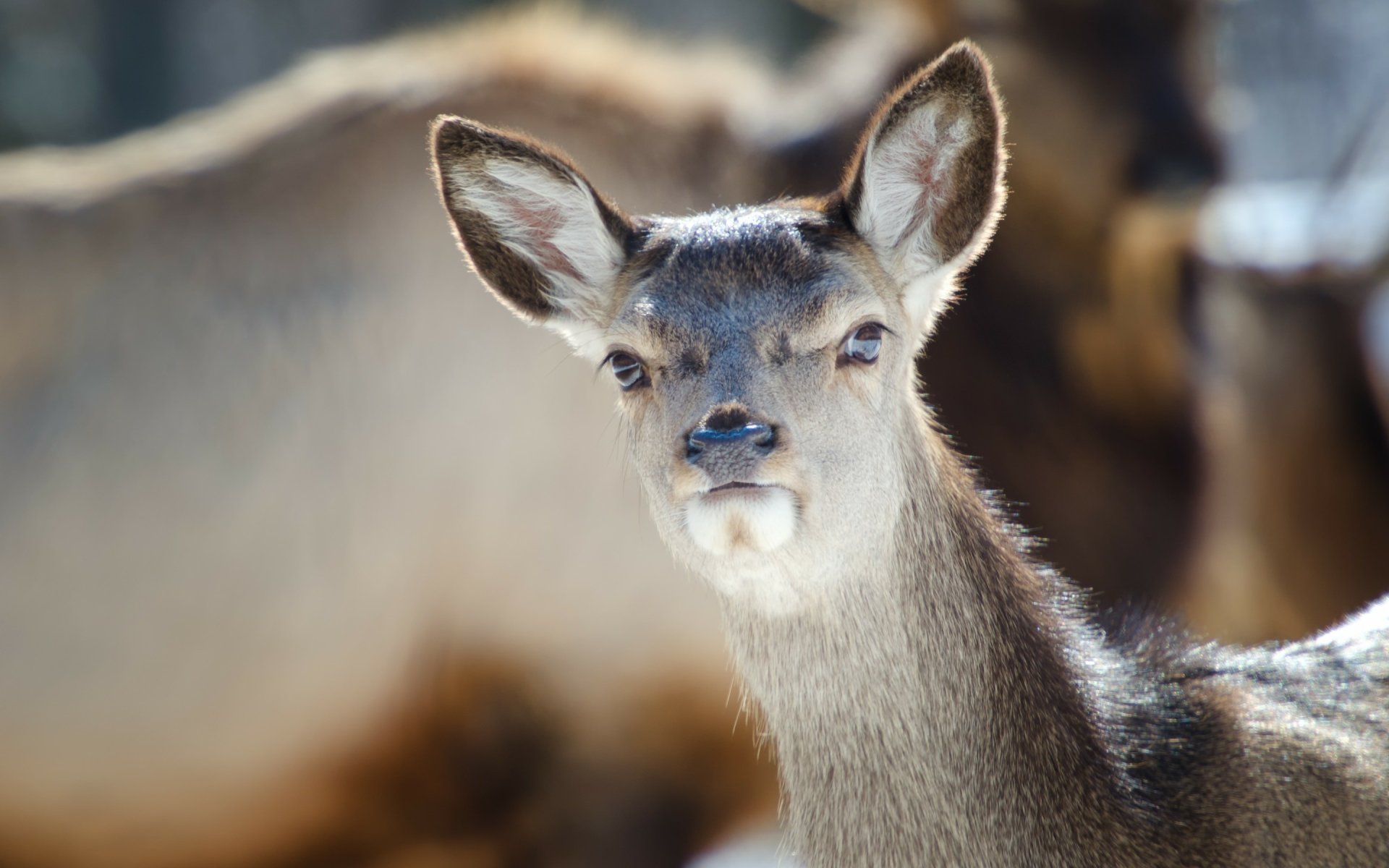 Download Animal Deer HD Wallpaper