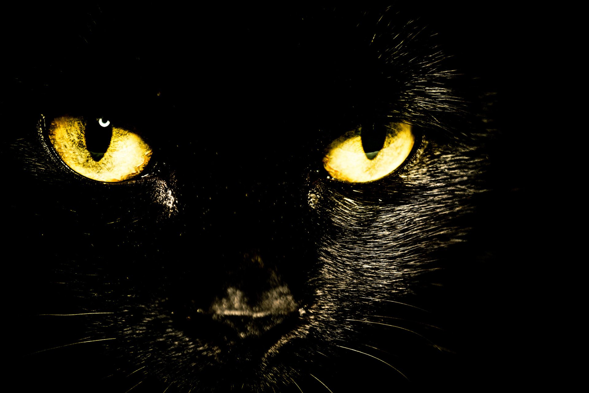 Majestic Black Cat – HD Animal Wallpaper | 2048x1365 | Wallpaper Abyss