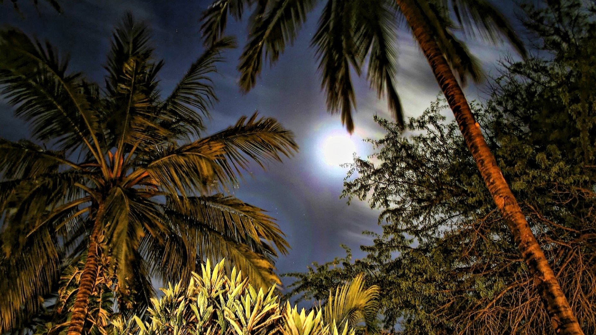 HD desktop wallpaper showcasing nature with tall palm trees silhouetted against a glowing full moon in a dark, cloudy night sky.