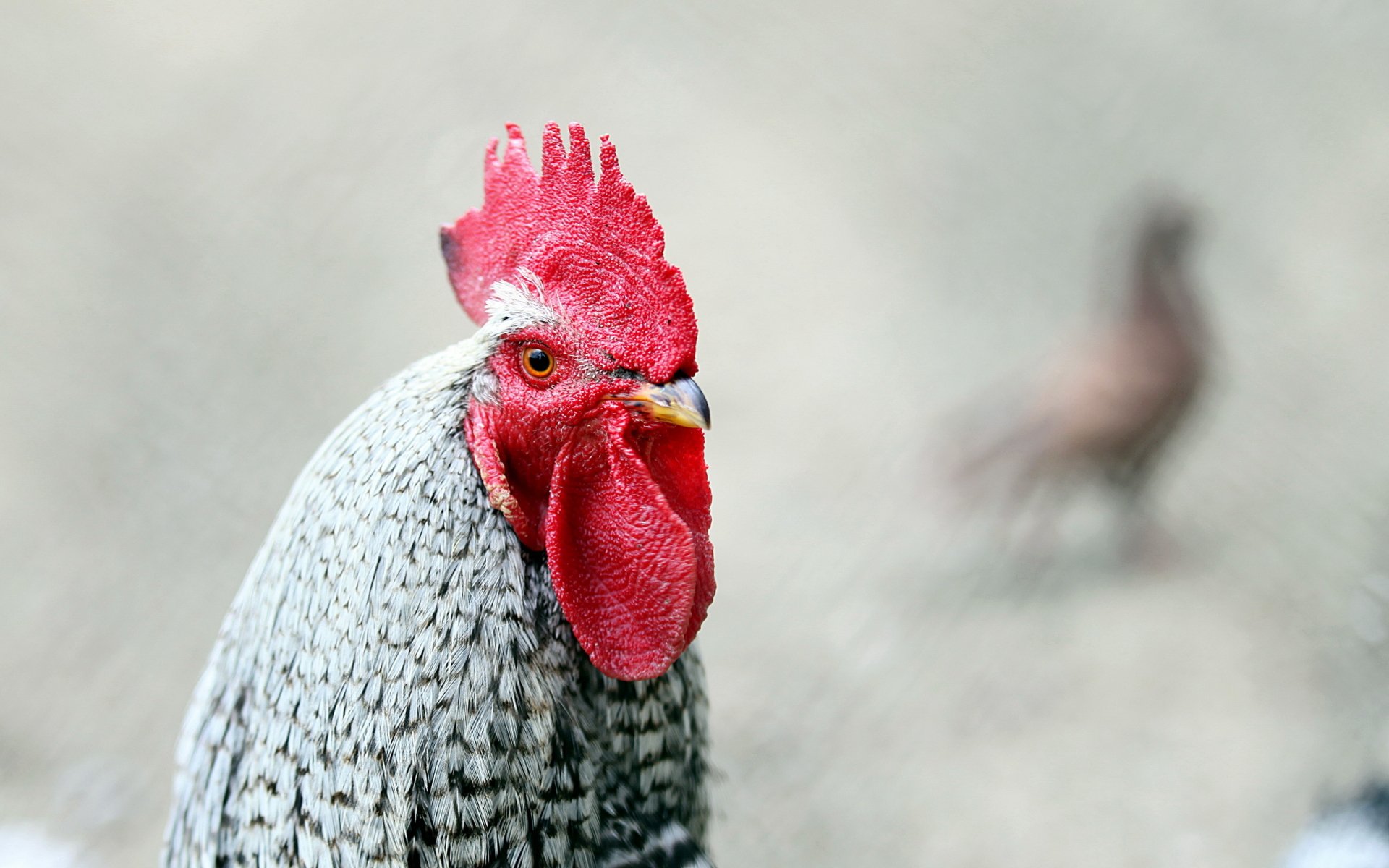 Close-up of a speckled chicken with bright red comb and wattles against a soft gray background — 2K Quad HD PC desktop wallpaper and background.