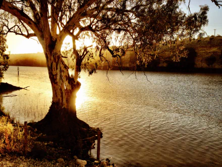 Sunset over the Murray River with a silhouetted tree in the foreground, capturing tranquil nature in this HD PC desktop wallpaper.