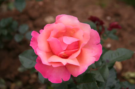 pink rose flower nature rose HD Desktop Wallpaper | Background Image