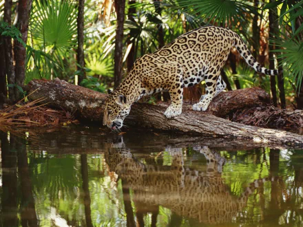 A jaguar drinks from a serene water source, surrounded by lush greenery, showcasing its striking coat and reflection, making a stunning HD desktop wallpaper.