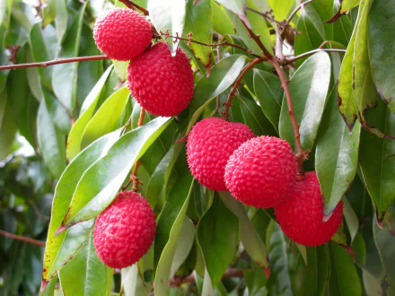 HD PC desktop wallpaper and background showing a close-up of ripe red lychee fruit clustered on glossy green leaves (food).