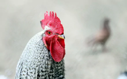 Animal chicken HD Desktop Wallpaper | Background Image
