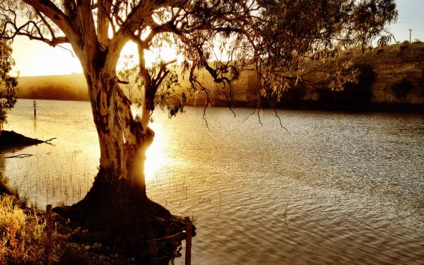 Sunset over the Murray River with a silhouetted tree in the foreground, capturing tranquil nature in this HD PC desktop wallpaper.