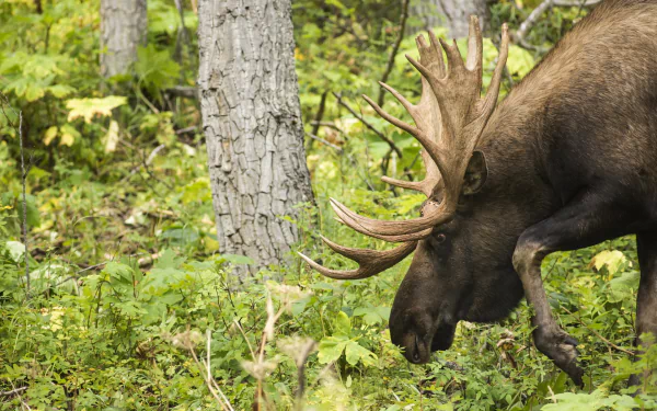 A majestic moose grazes in a lush forest setting, surrounded by tall trees and vibrant greenery. This serene scene serves as a captivating HD PC desktop wallpaper and background.