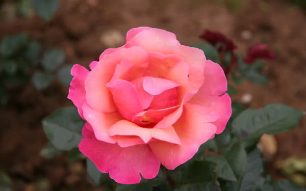 pink rose flower nature rose HD Desktop Wallpaper | Background Image