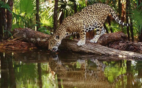 A jaguar drinks from a serene water source, surrounded by lush greenery, showcasing its striking coat and reflection, making a stunning HD desktop wallpaper.