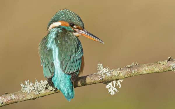 HD PC desktop wallpaper of a vibrant kingfisher perched on a lichen-covered branch against a soft brown background.