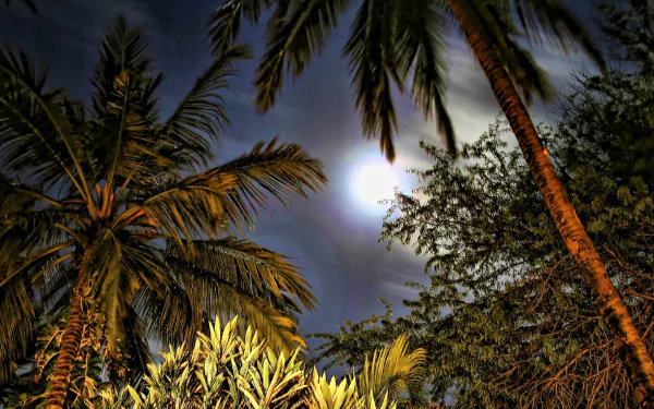 nature palm tree HD Desktop Wallpaper | Background Image