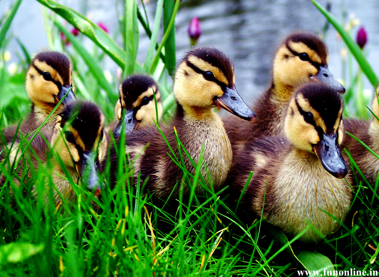 cute duckling wallpaper