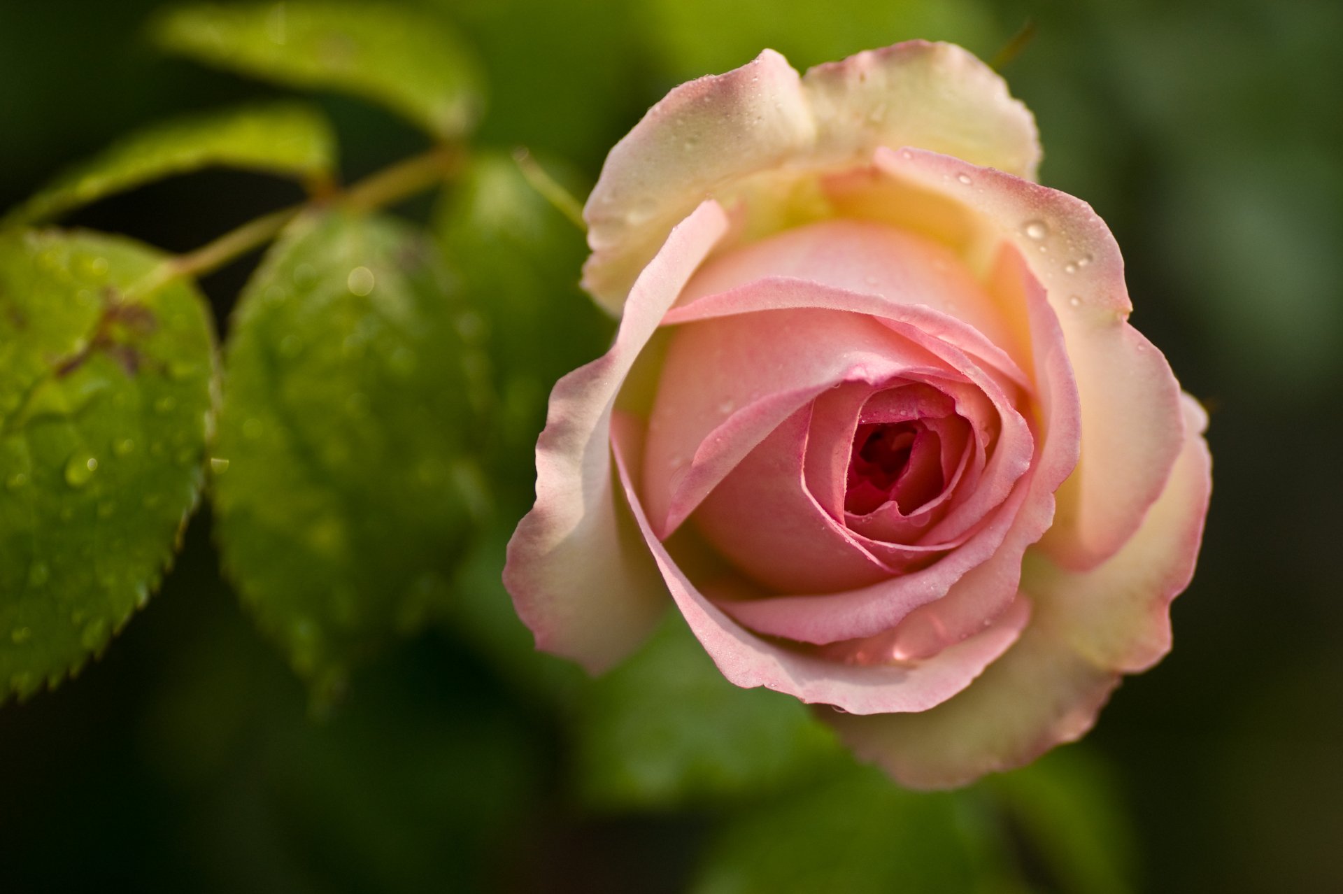 Download Nature Rose 4k Ultra HD Wallpaper | 4592x3056 | Wallpaper Abyss