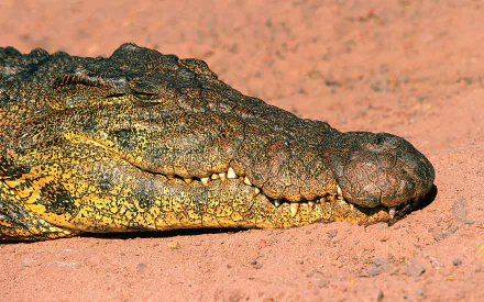 Animal crocodile HD Desktop Wallpaper | Background Image