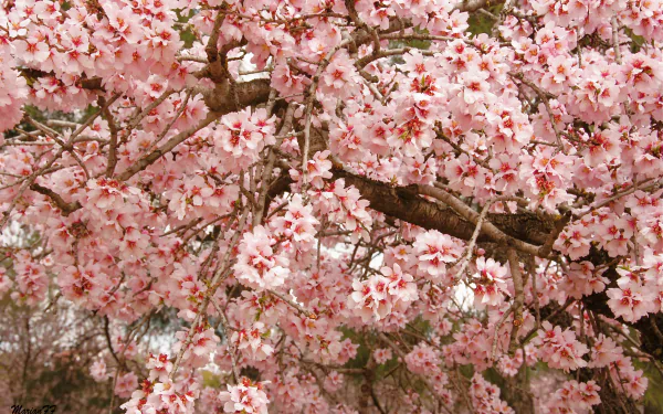 nature sakura HD Desktop Wallpaper | Background Image