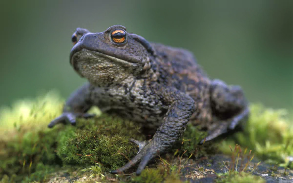 Animal toad HD Desktop Wallpaper | Background Image