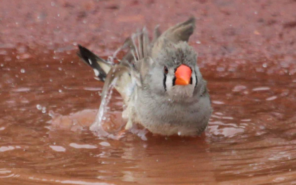 Animal finch HD Desktop Wallpaper | Background Image