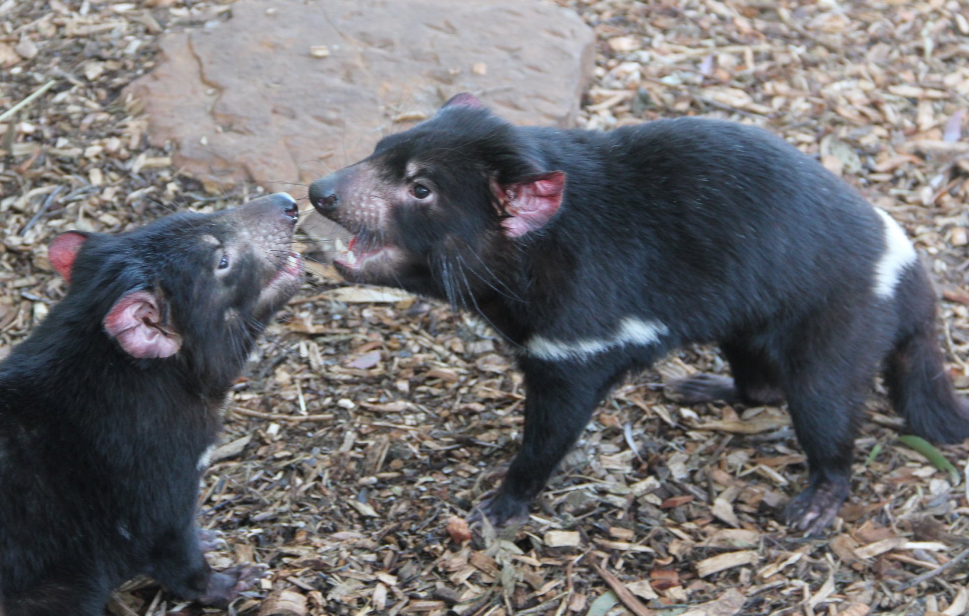 Download Devil Animal Tasmanian Devil HD Wallpaper