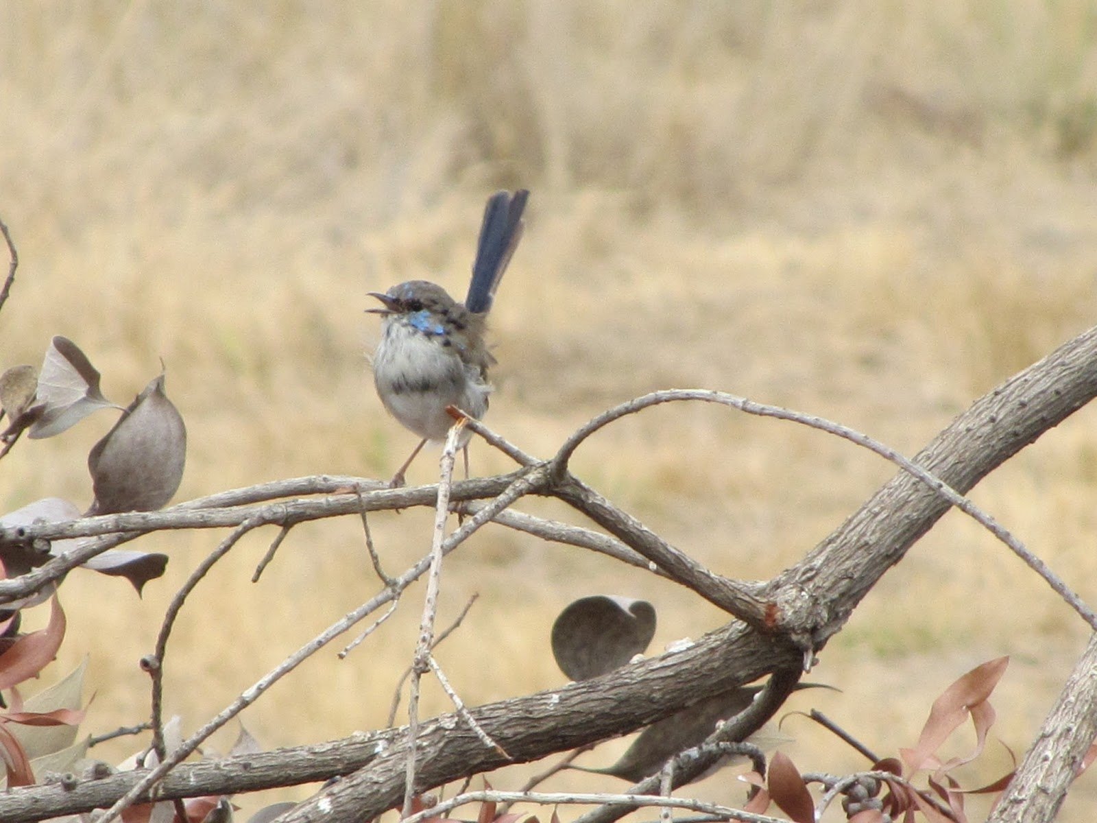 Download Superb Fairywren Animal Wren Wallpaper