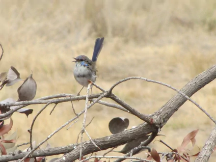HD PC desktop wallpaper: superb fairywren (wren) perched on a dry branch against a softly blurred golden grass background.