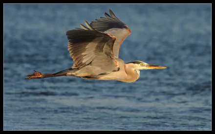 HD PC desktop wallpaper of a heron (animal) gliding in mid-flight over rippling blue water, wings outstretched.