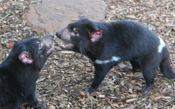 devil Animal tasmanian devil HD Desktop Wallpaper | Background Image