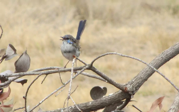 Superb fairywren Animal wren HD Desktop Wallpaper | Background Image