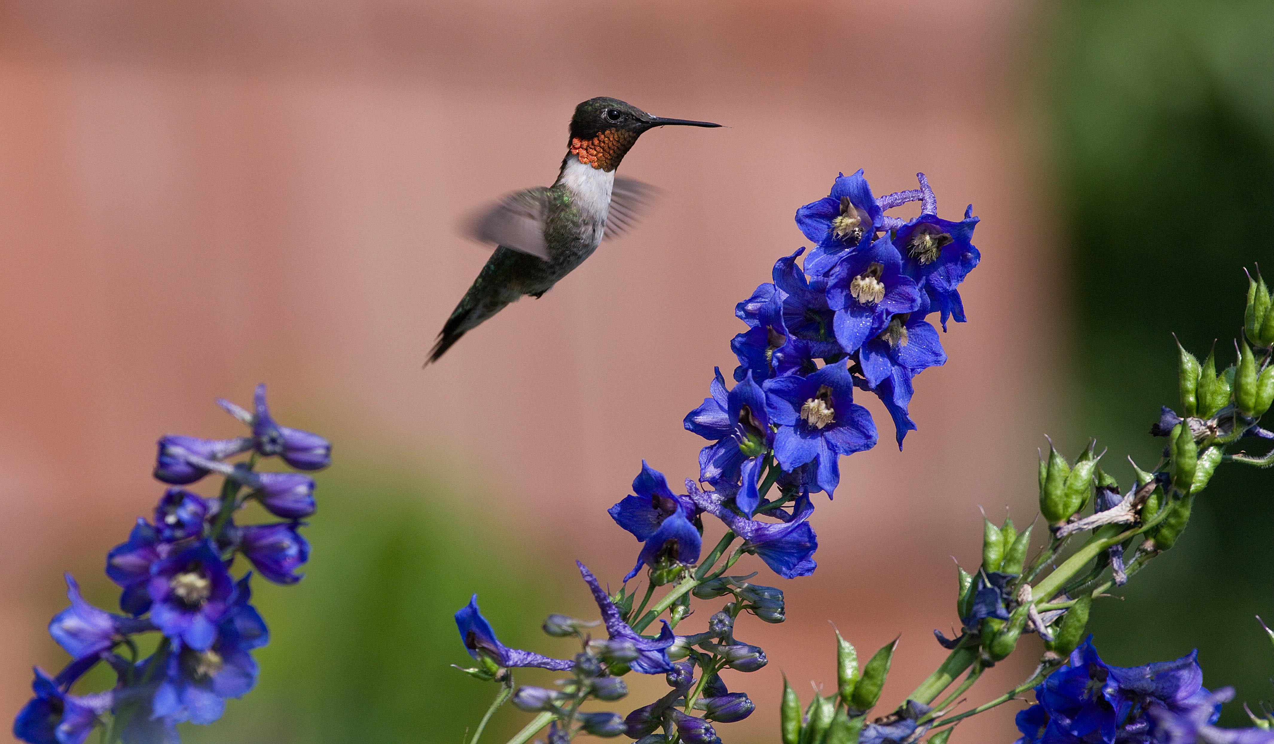 Hummingbird 4k Ultra HD Wallpaper | Background Image | 4262x2488