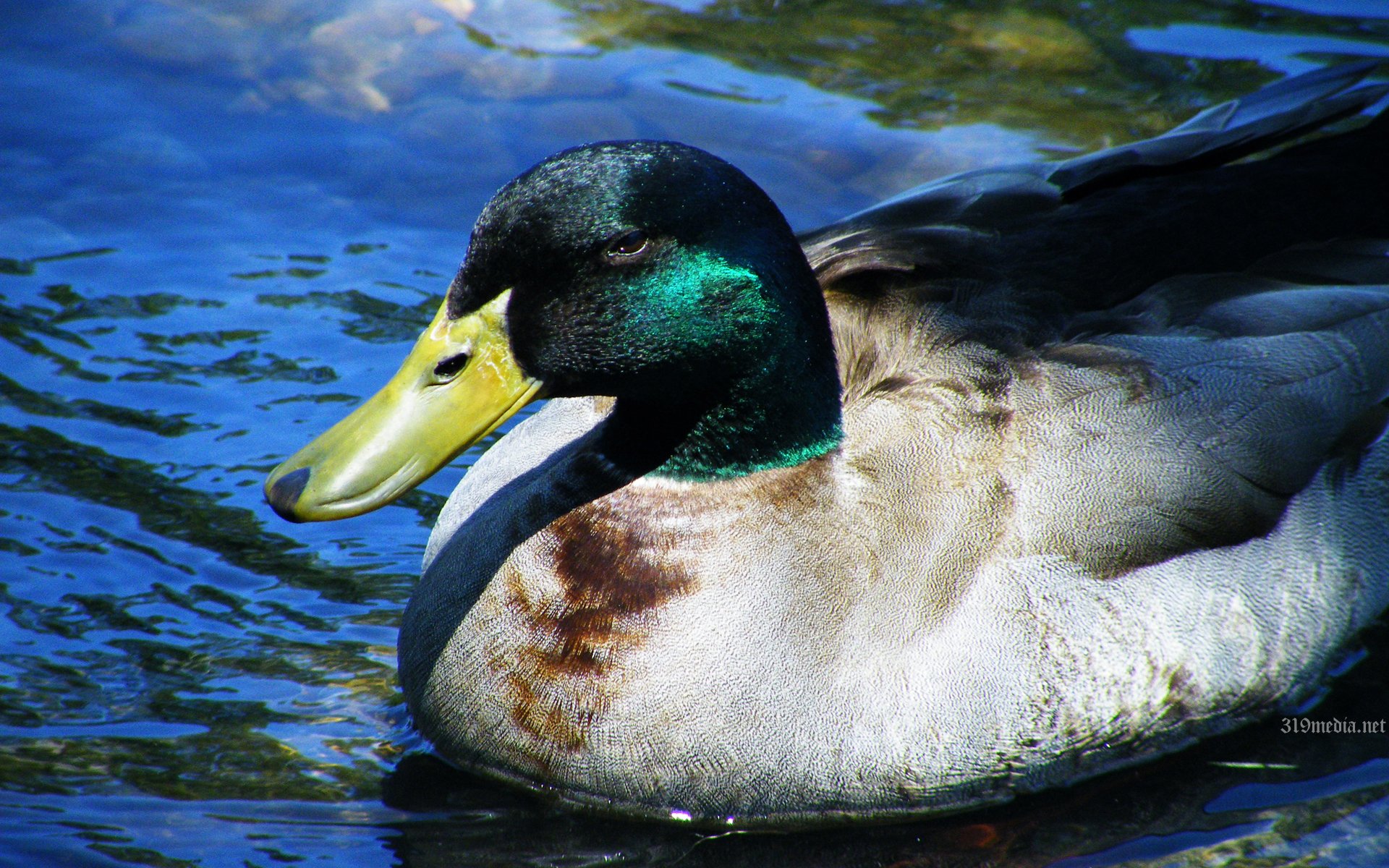 Rogue River Mallard by 319media