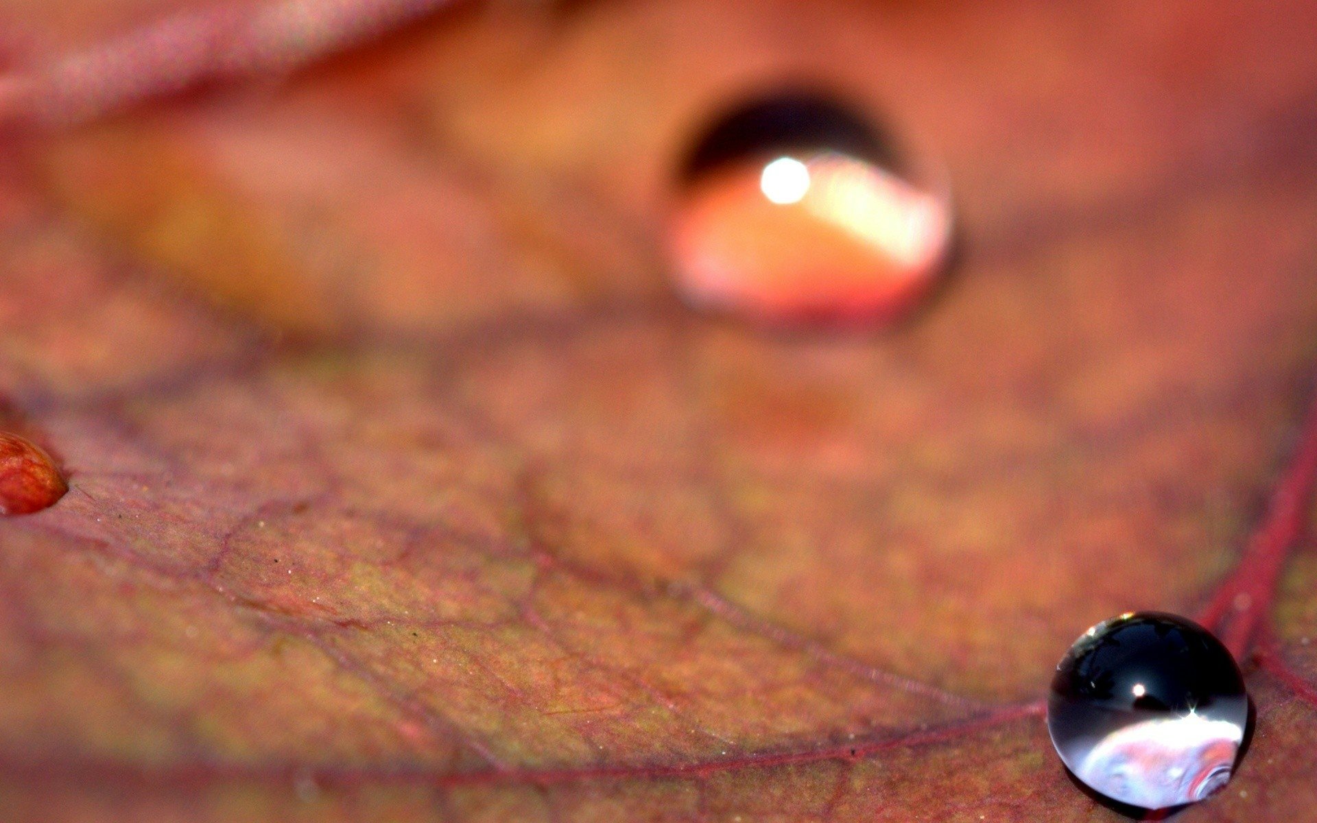 Download Nature Water Drop HD Wallpaper