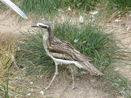 curlew Animal bush stone-curlew HD Desktop Wallpaper | Background Image